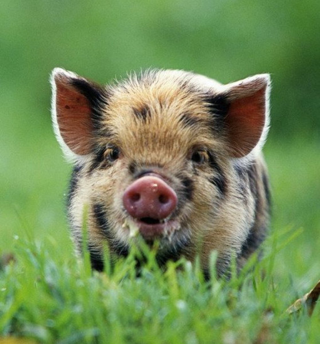 Минипиг Дикие