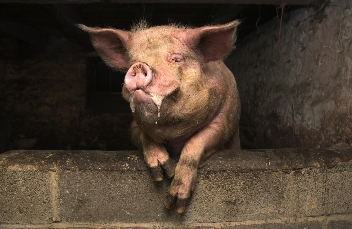 Чушка свинья