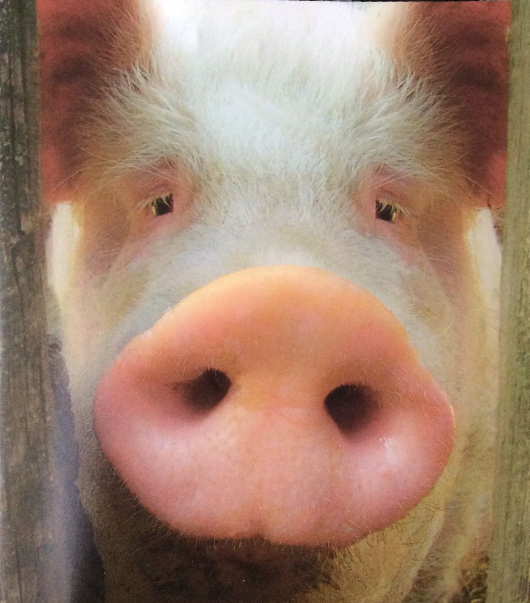 Свинья фермерская