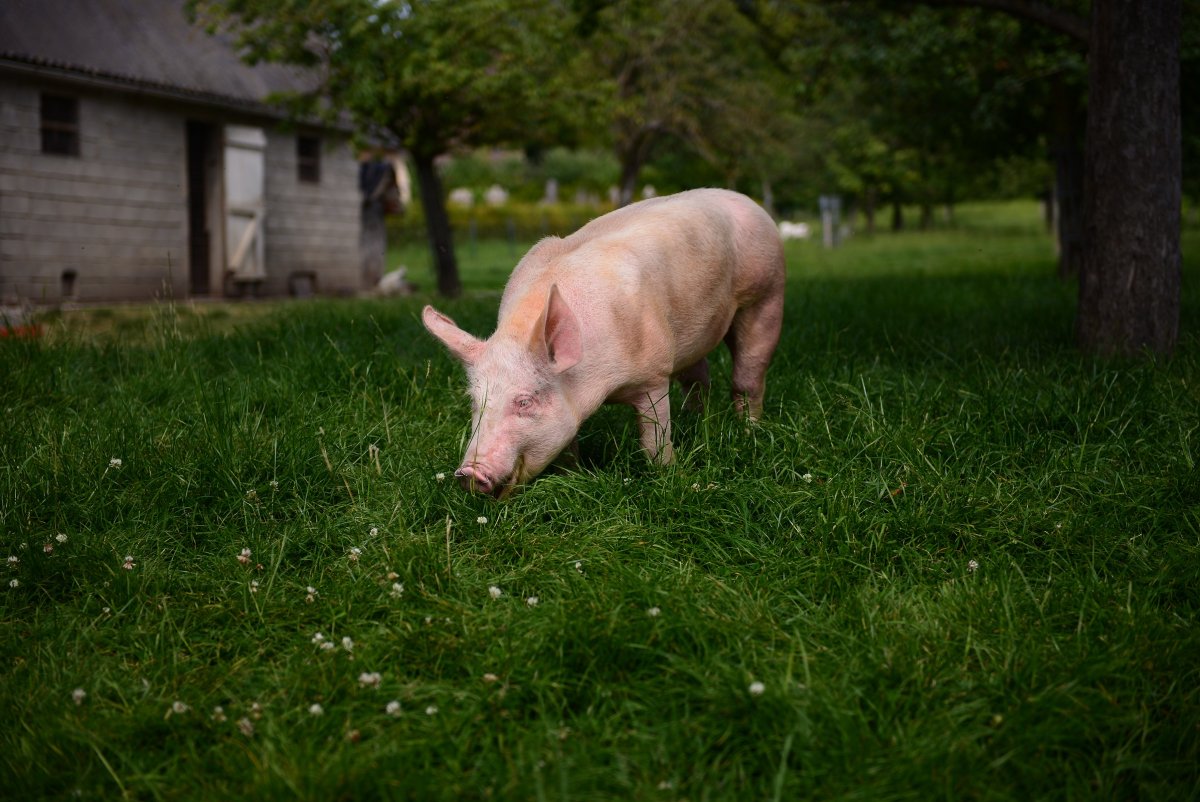 Розовый поросенок