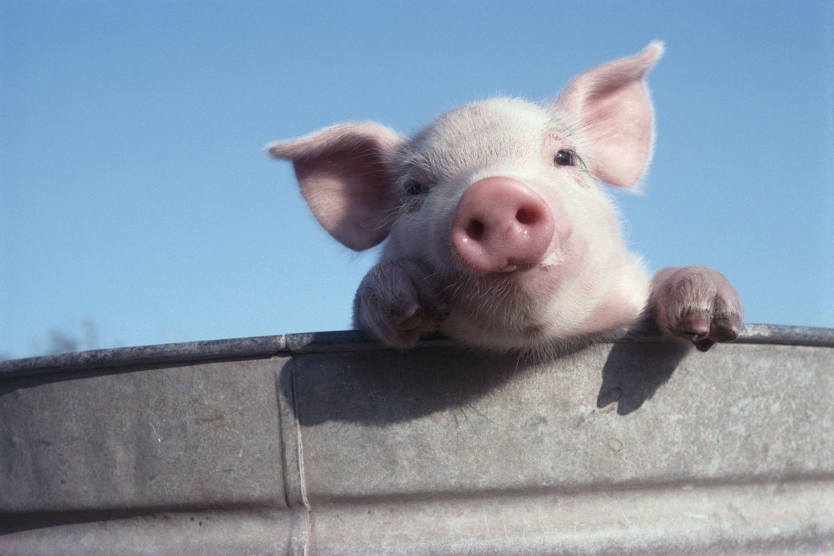 Смешной Свин