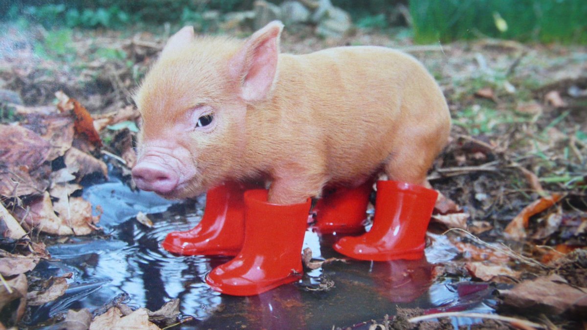 Рыжая Свинка