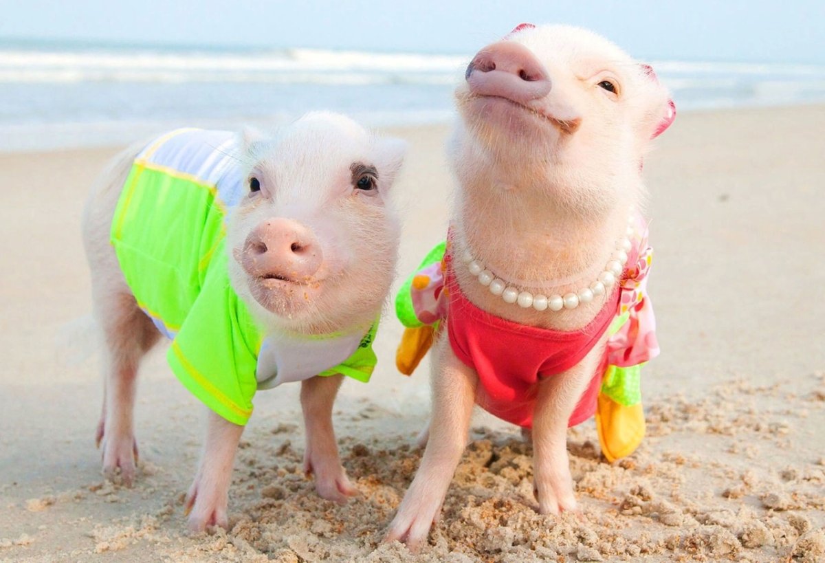 Маленький поросенок