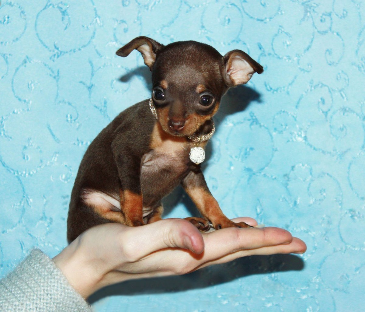 Карликовый тойчик