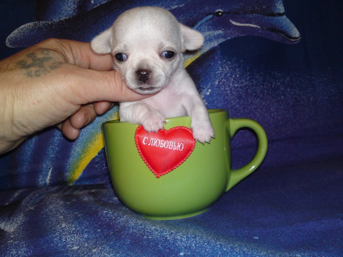 Маленькие карманные собачки