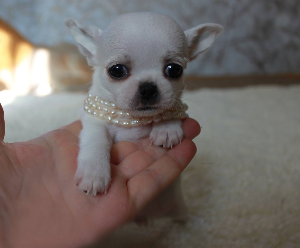 Китайская карманная собачка