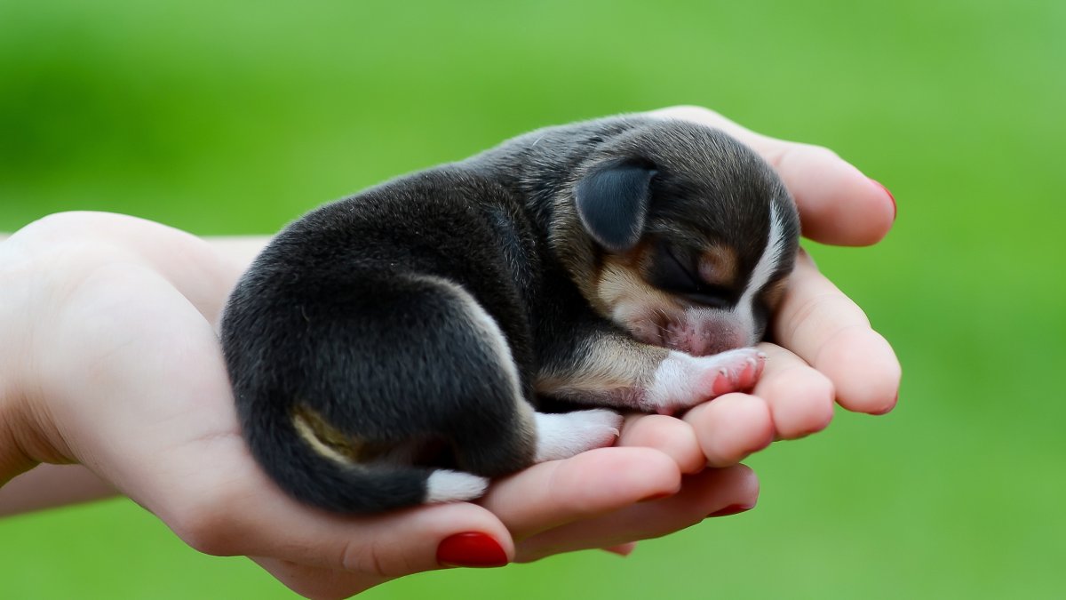 Собака чихуахуа