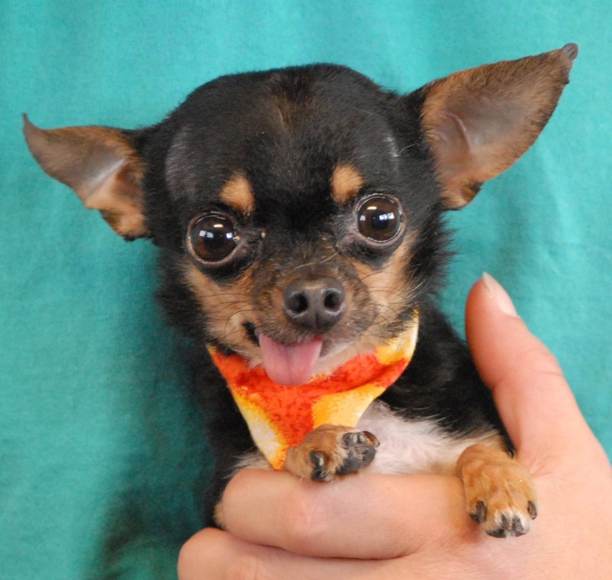 Чихуахуа карликовый терьер