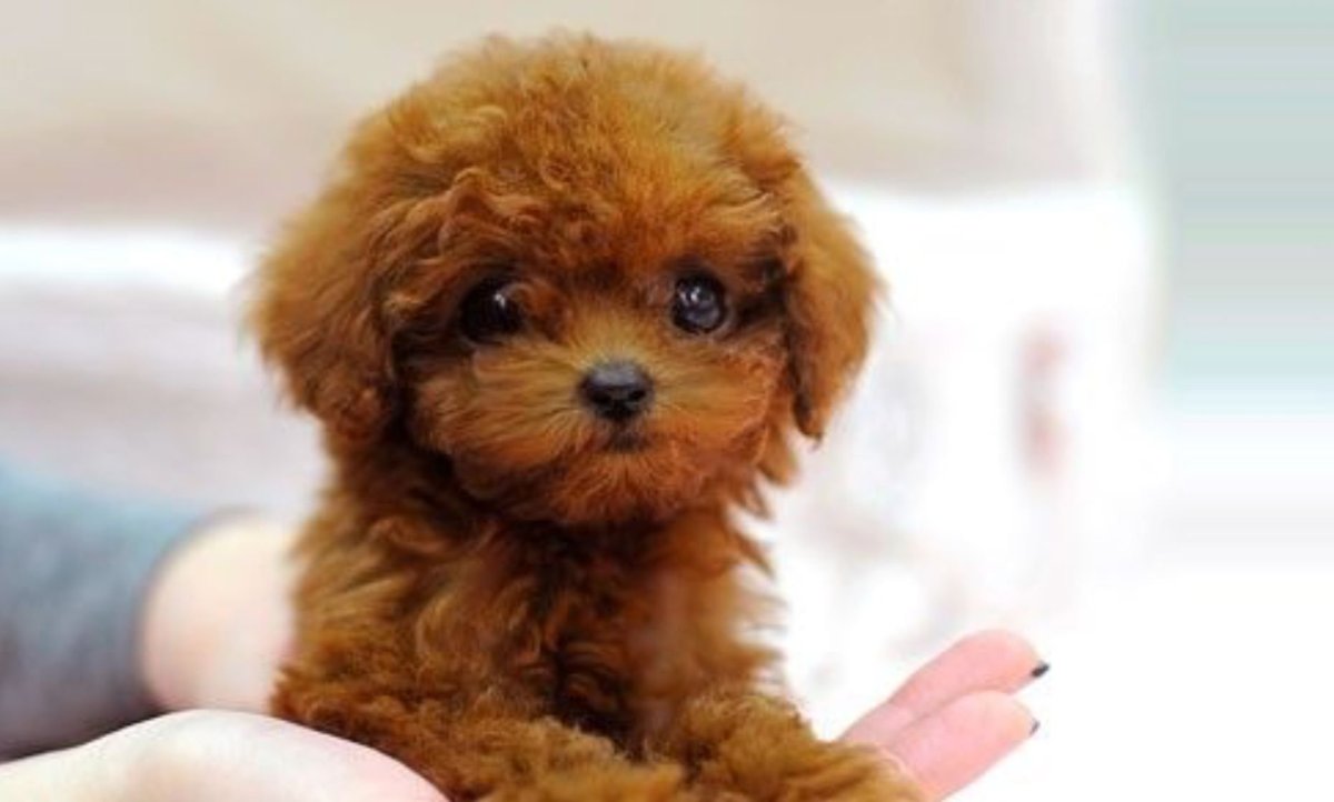 Собачка чихуахуа