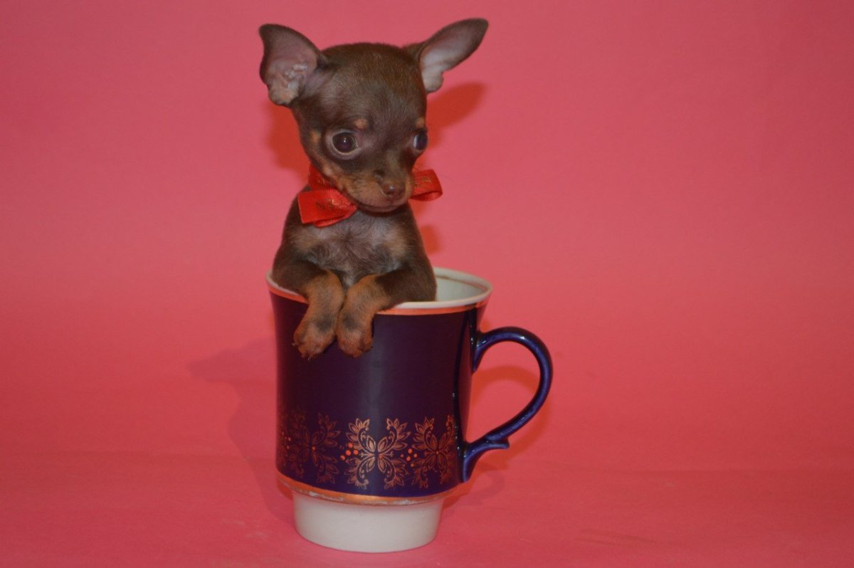 Продает мини карманных собачек