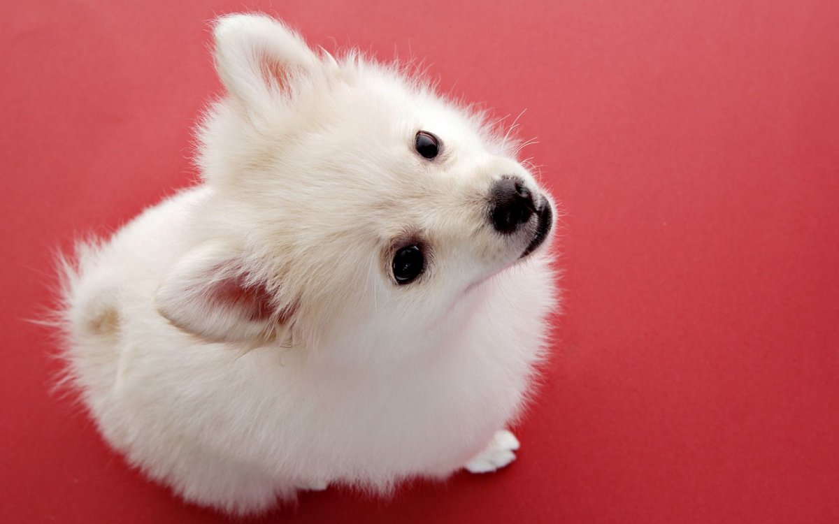 Маленькие пушистики животные