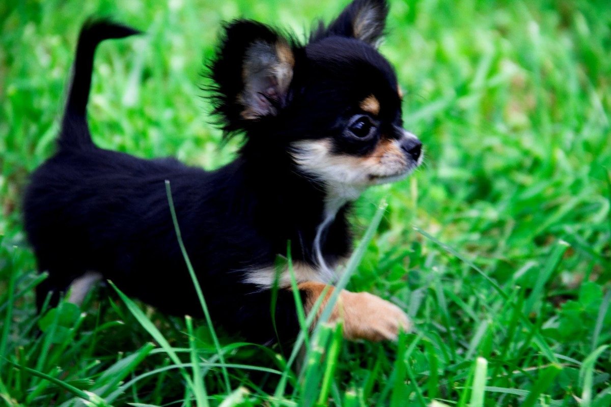 Чихуахуа мини пучеглазые