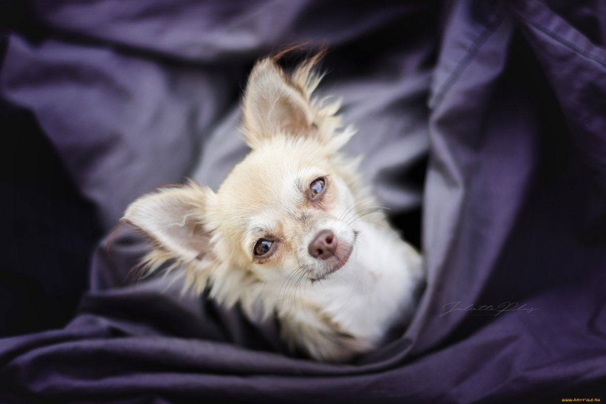 Чихуахуа БУБУ