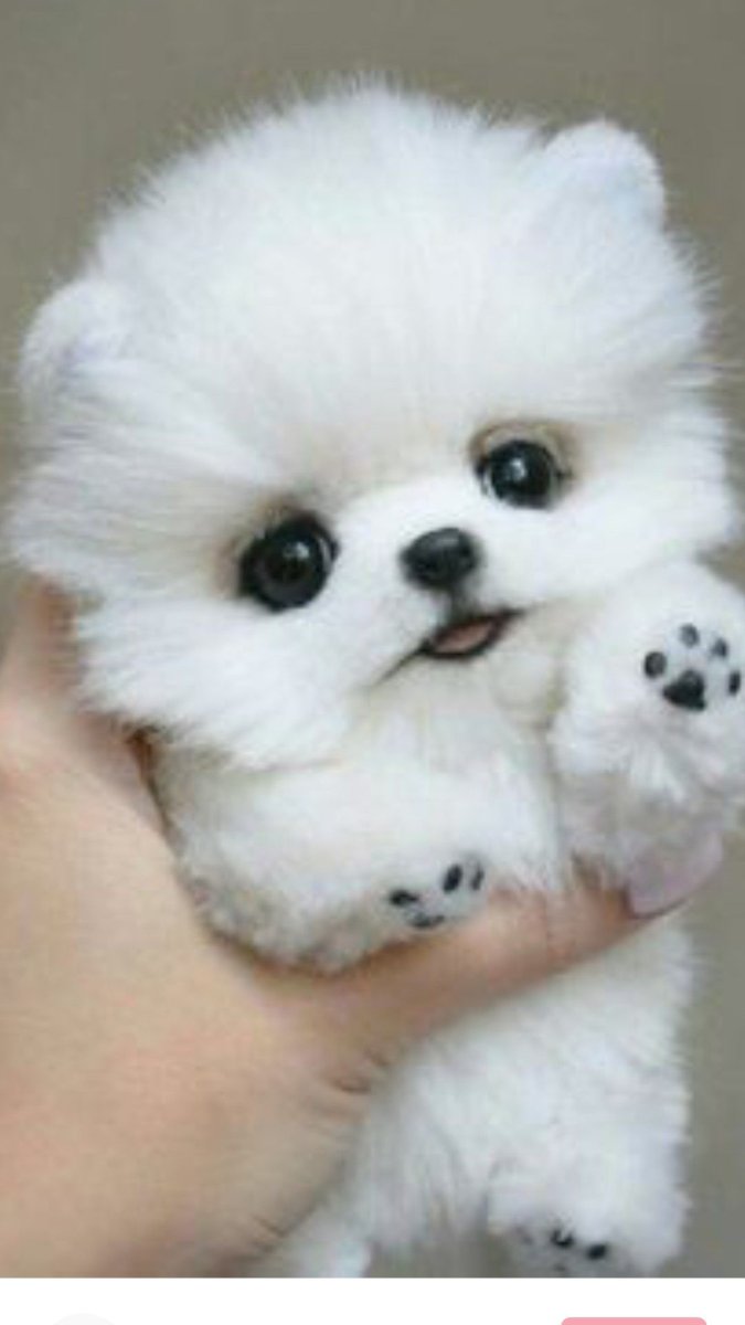 Китайский померанский шпиц белый