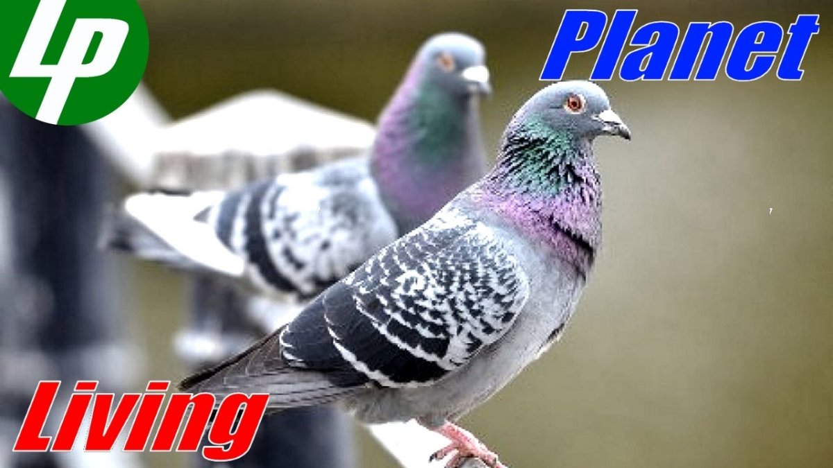 Голубь с веточкой