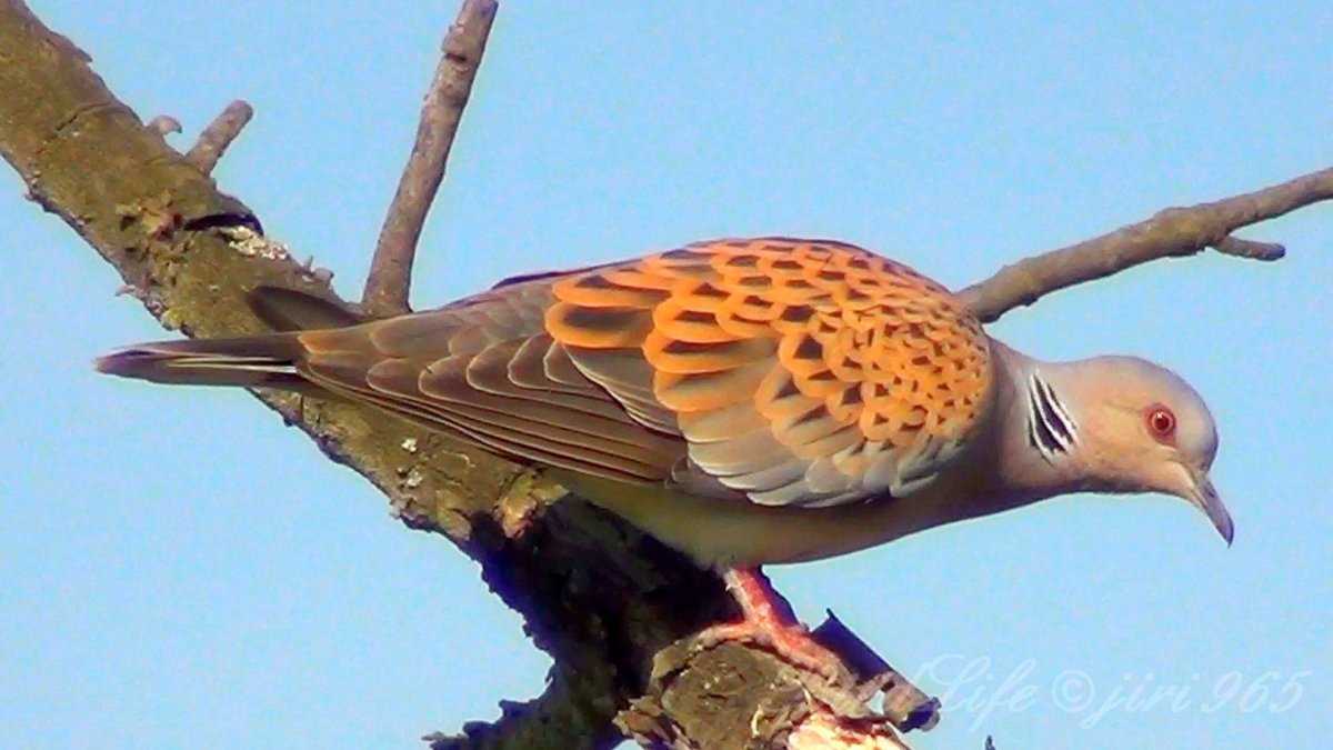 Голуби на рабочий стол