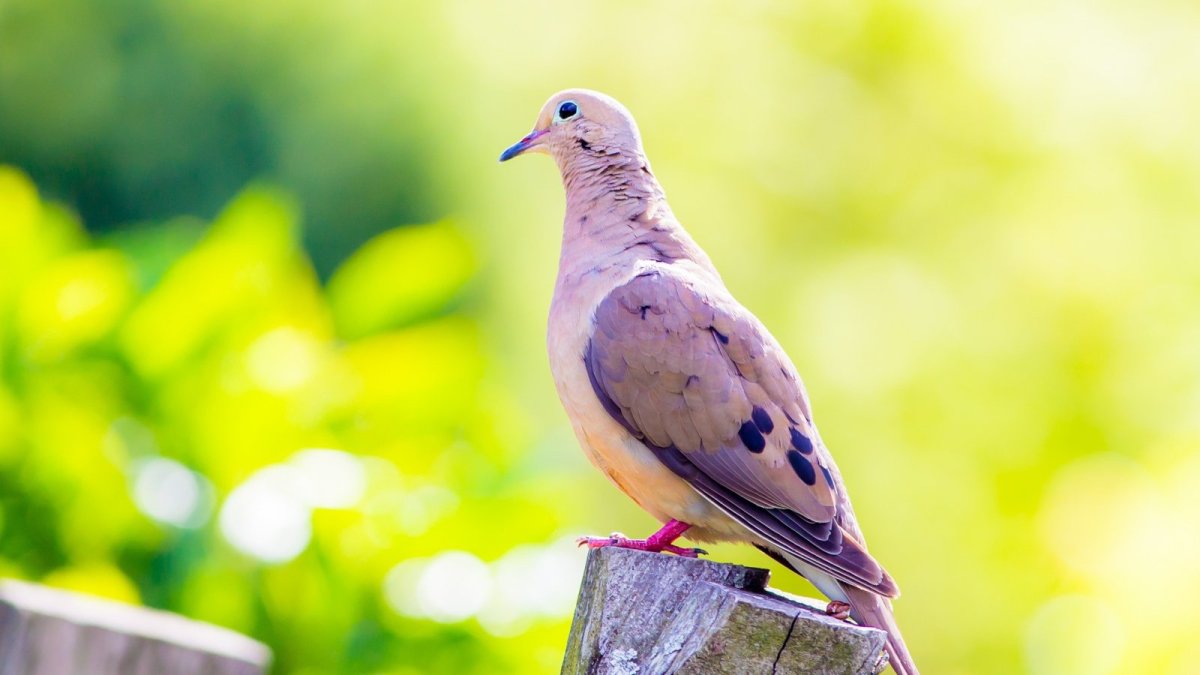 Зеленокрылая Горлица