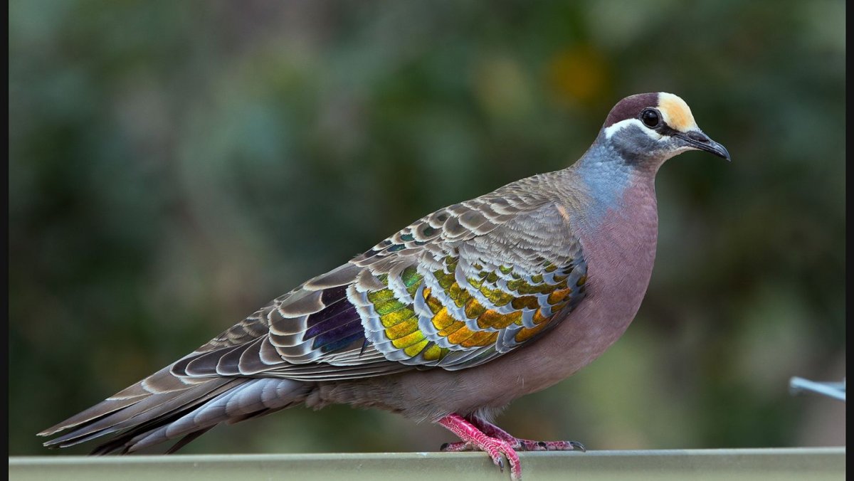 Горлица самка