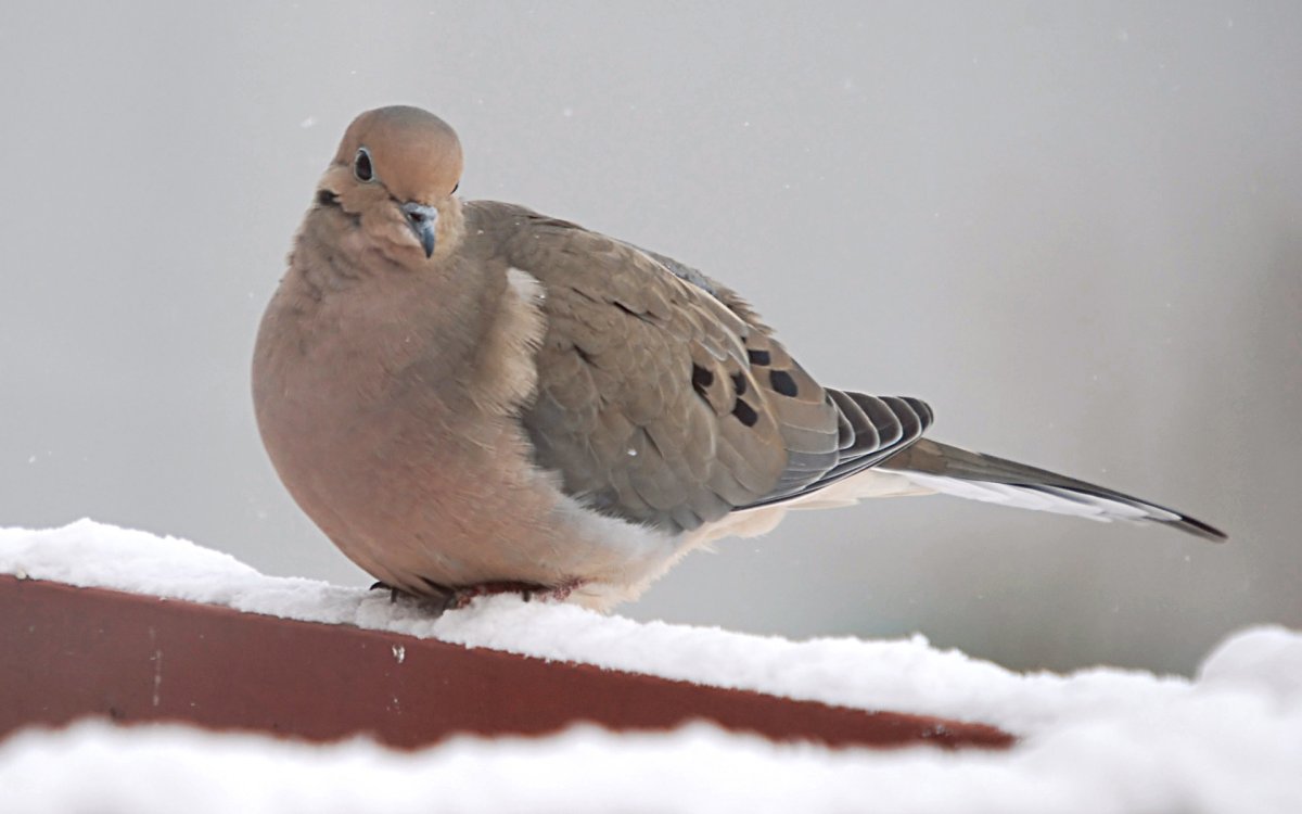 Птица Горлица серая