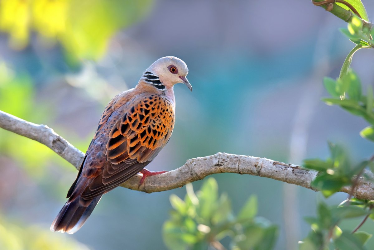 Горлица обыкновенная