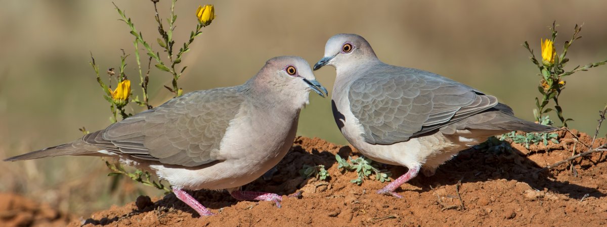 Обыкновенная Горлица (Streptopelia Turtur)
