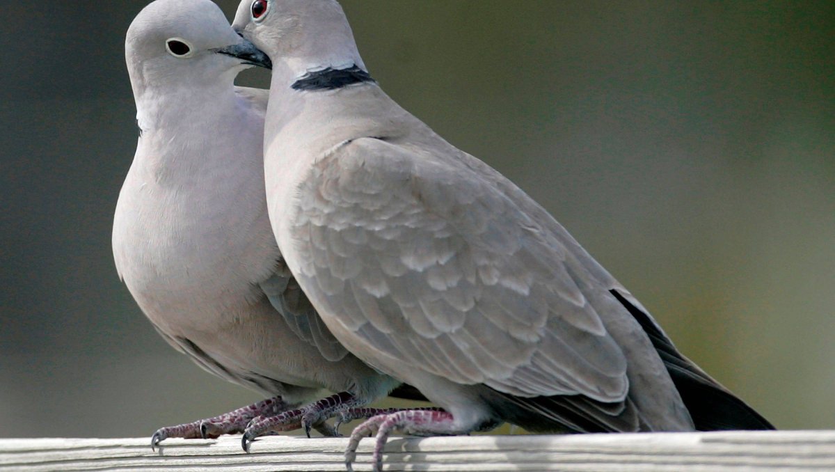 Птица Горлица Анны Корольковой