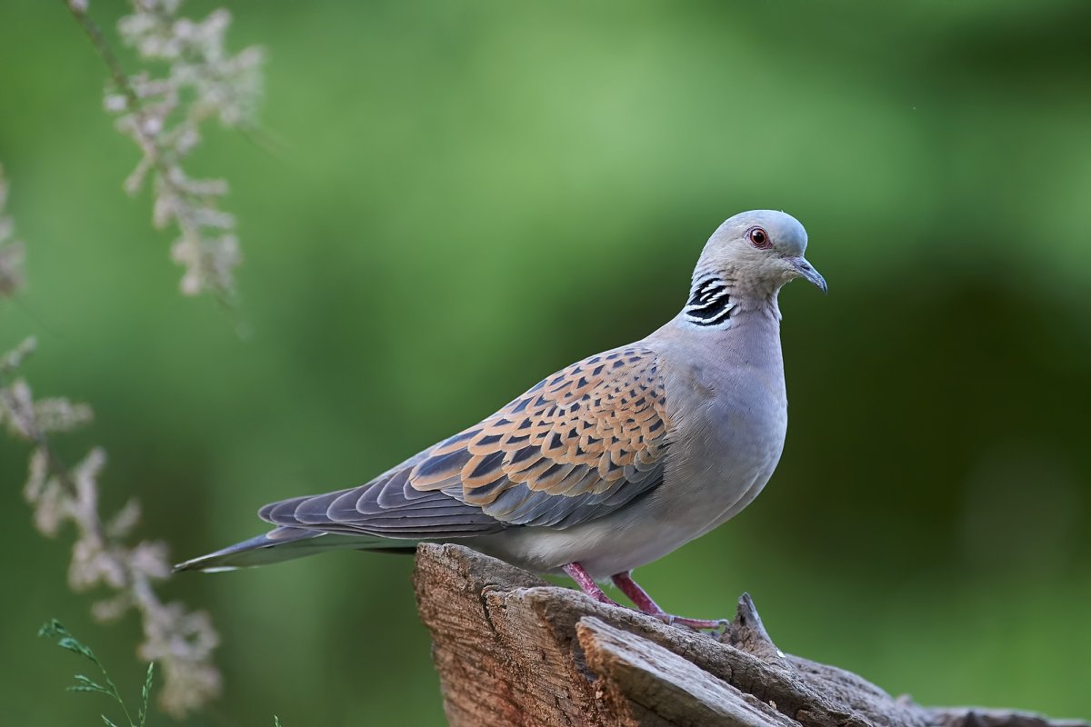 Горлица птица фото декоративная