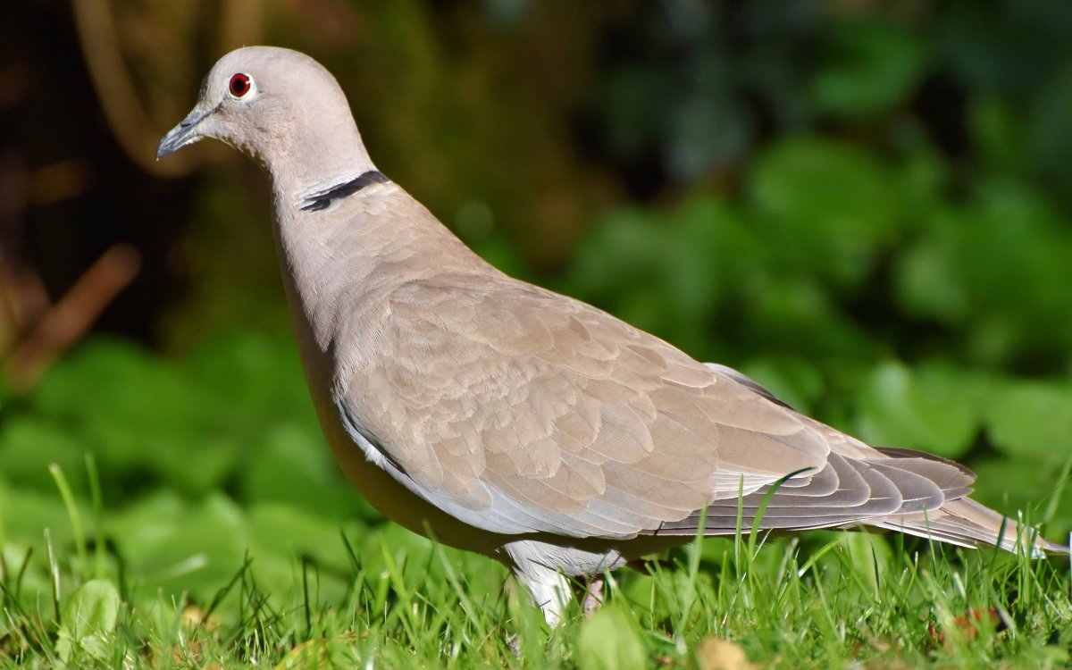 Drepanoptila holosericea