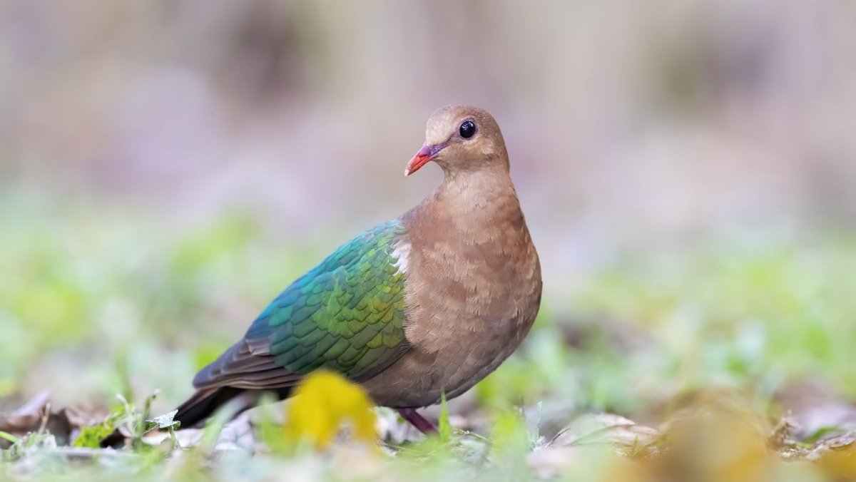 Изумрудный голубь