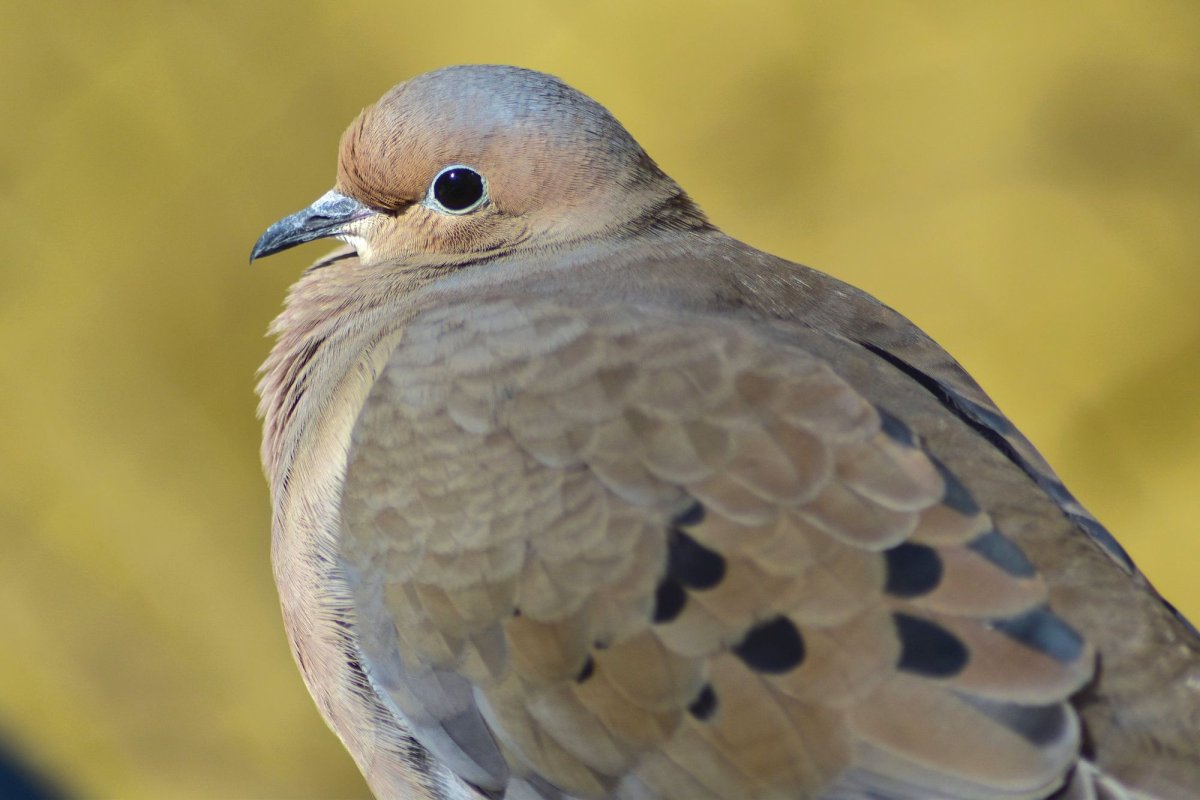 Серебрица птица