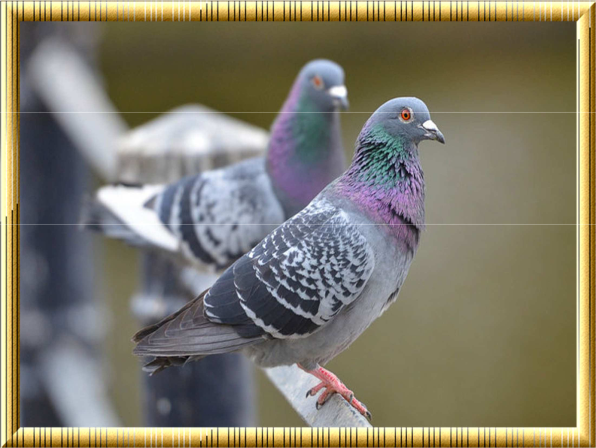 Дикий голубь Горлица голос