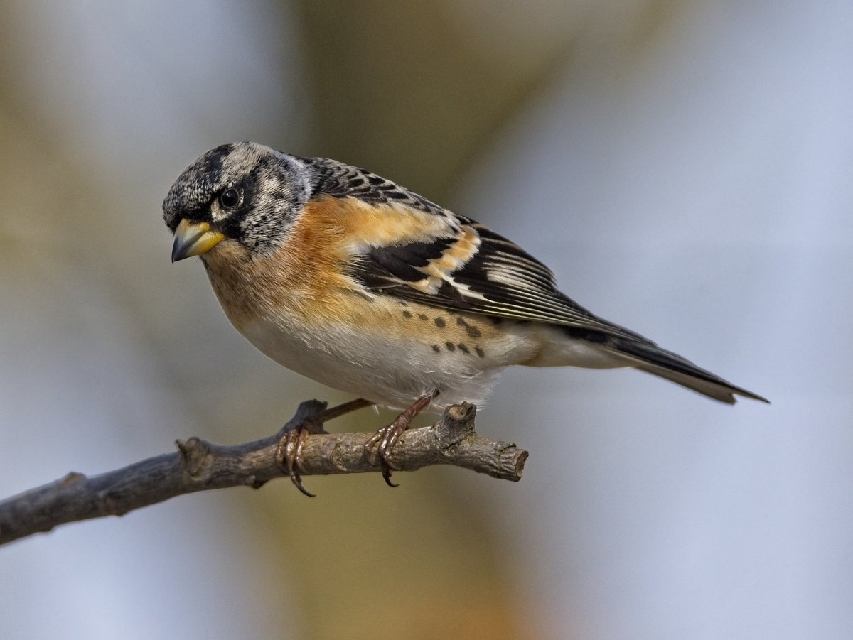 Овсянка Чиж Зяблик