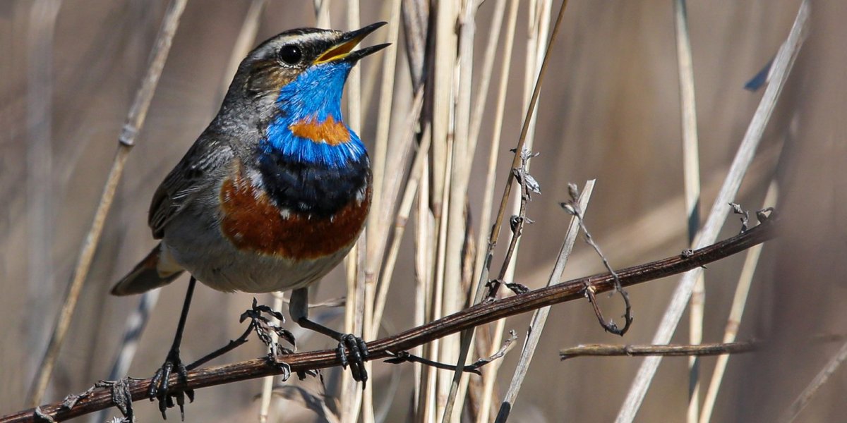 Варакушка в Москве