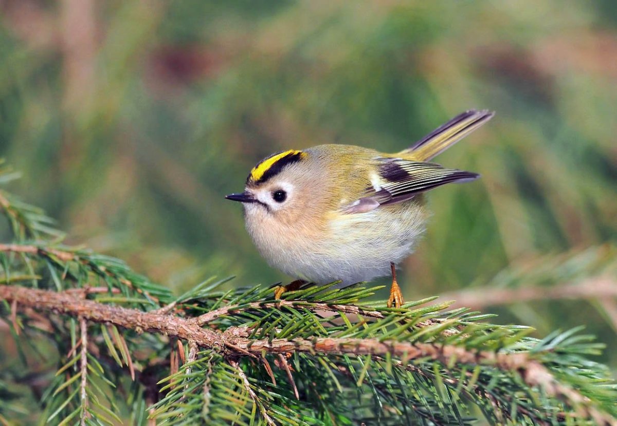 Королевская пеночка