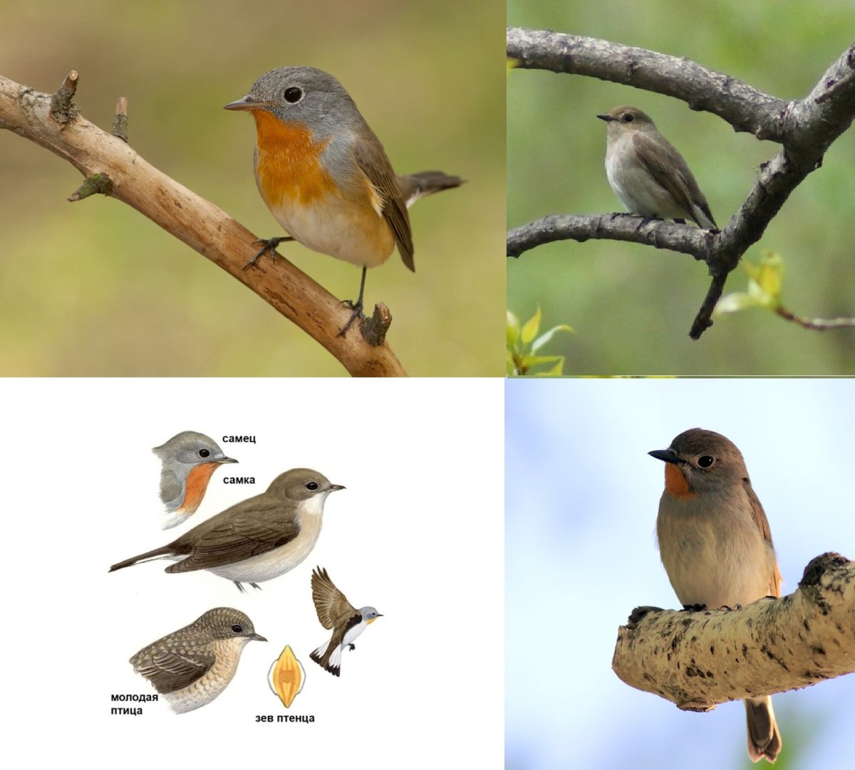 Желторотый скворец