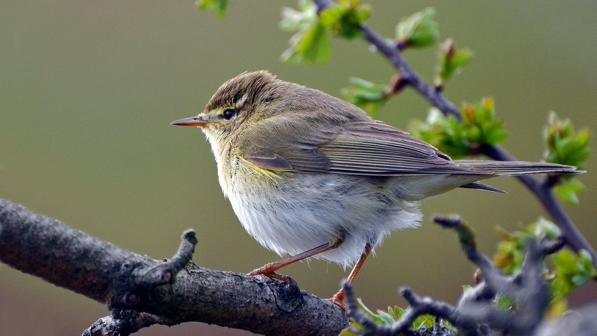 Маленькая птица в Карелии серая пеночка