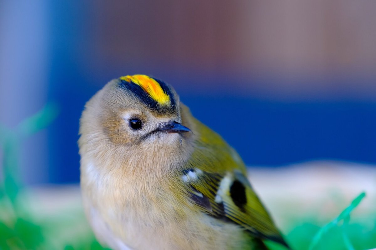 Королёк птичка