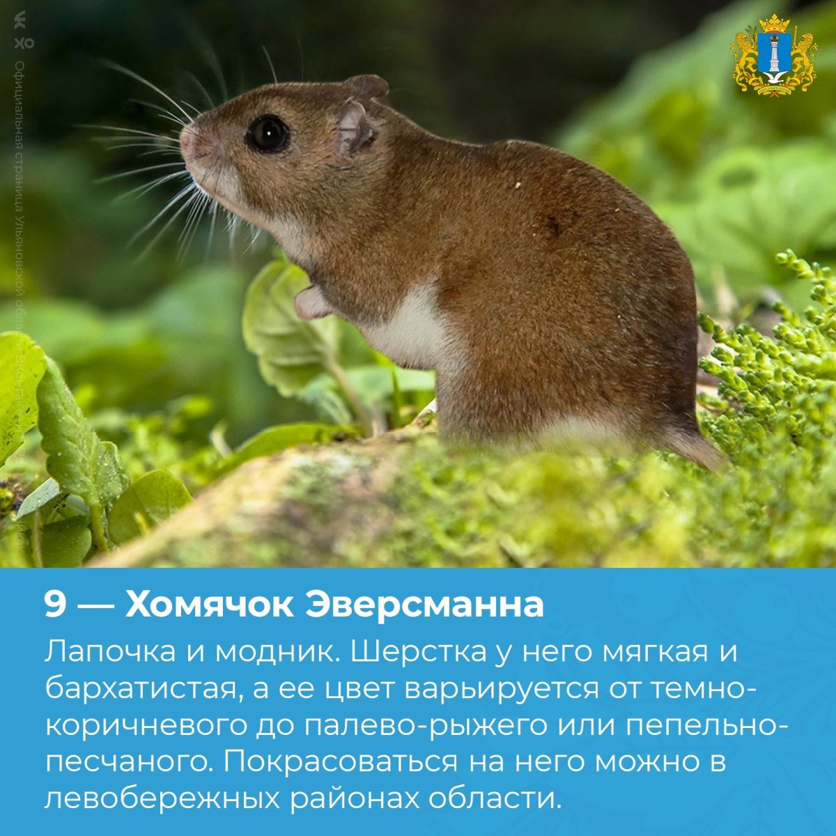 Хомячок Эверсмана в Ульяновской области