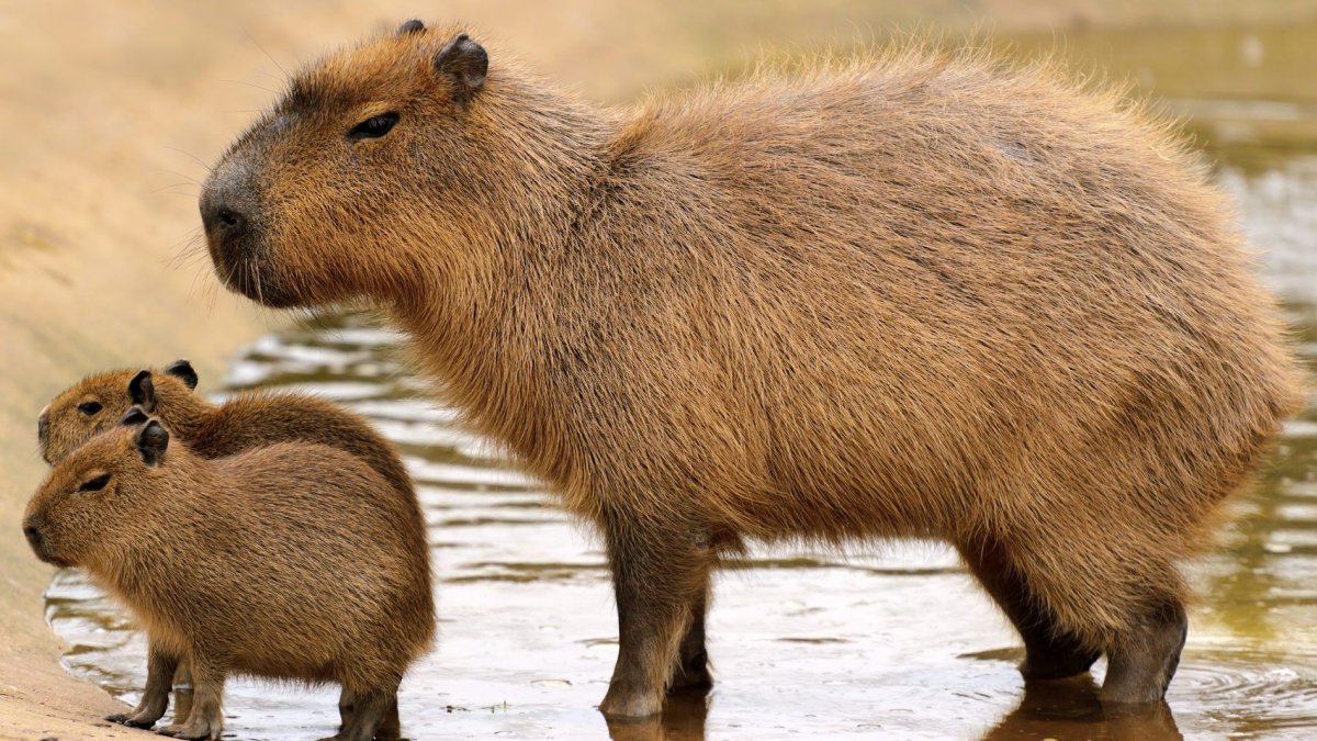 Свинка капибара