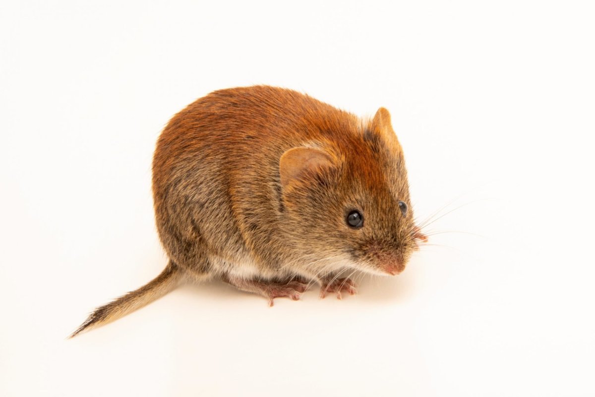 Рыжая полевка