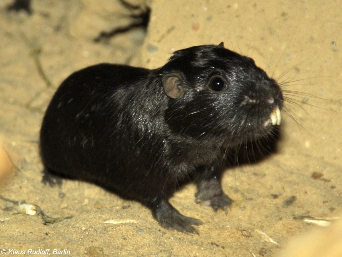 Слепышовый восьмизуб