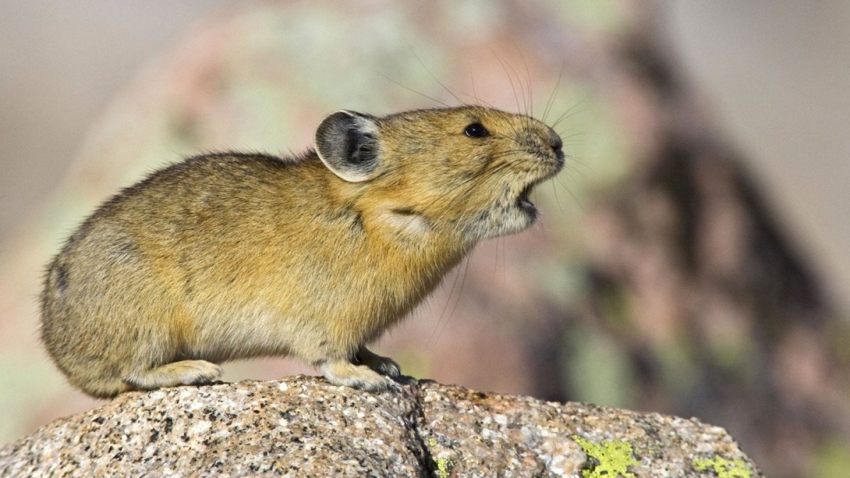 Зайцеобразные Степная пищуха Ochotona pusilla