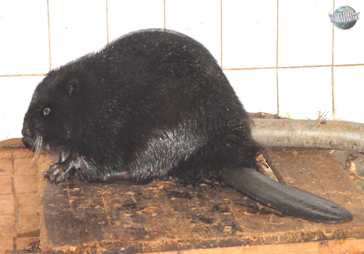 Речной Бобр хвост