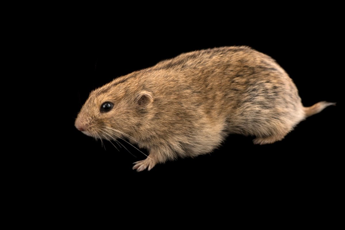 Пеструшка Степная * Lagurus Lagurus