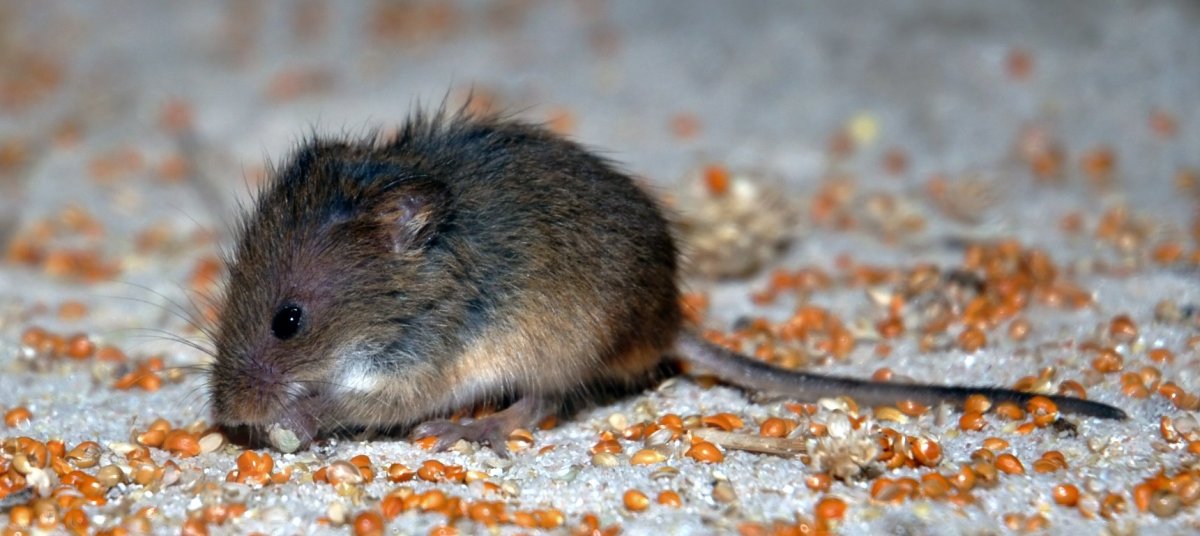 Полевая мышь Apodemus agrarius