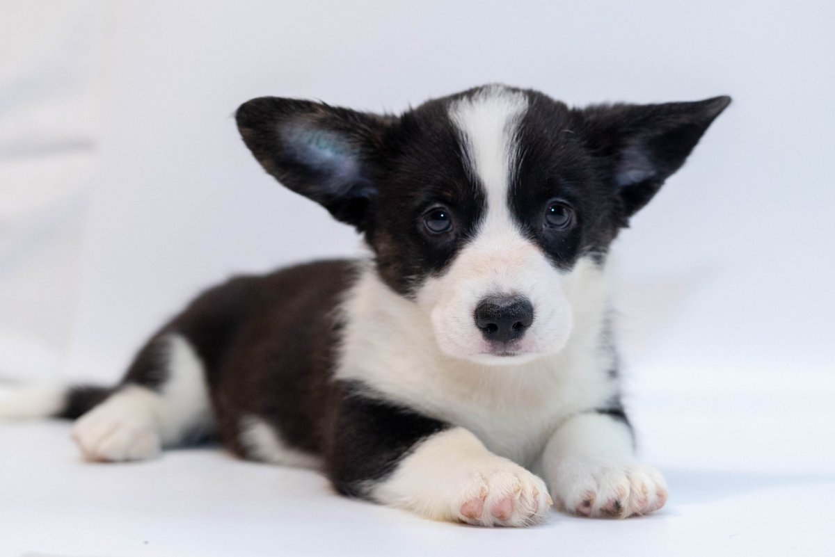 Корги кардиган флаффи Марль