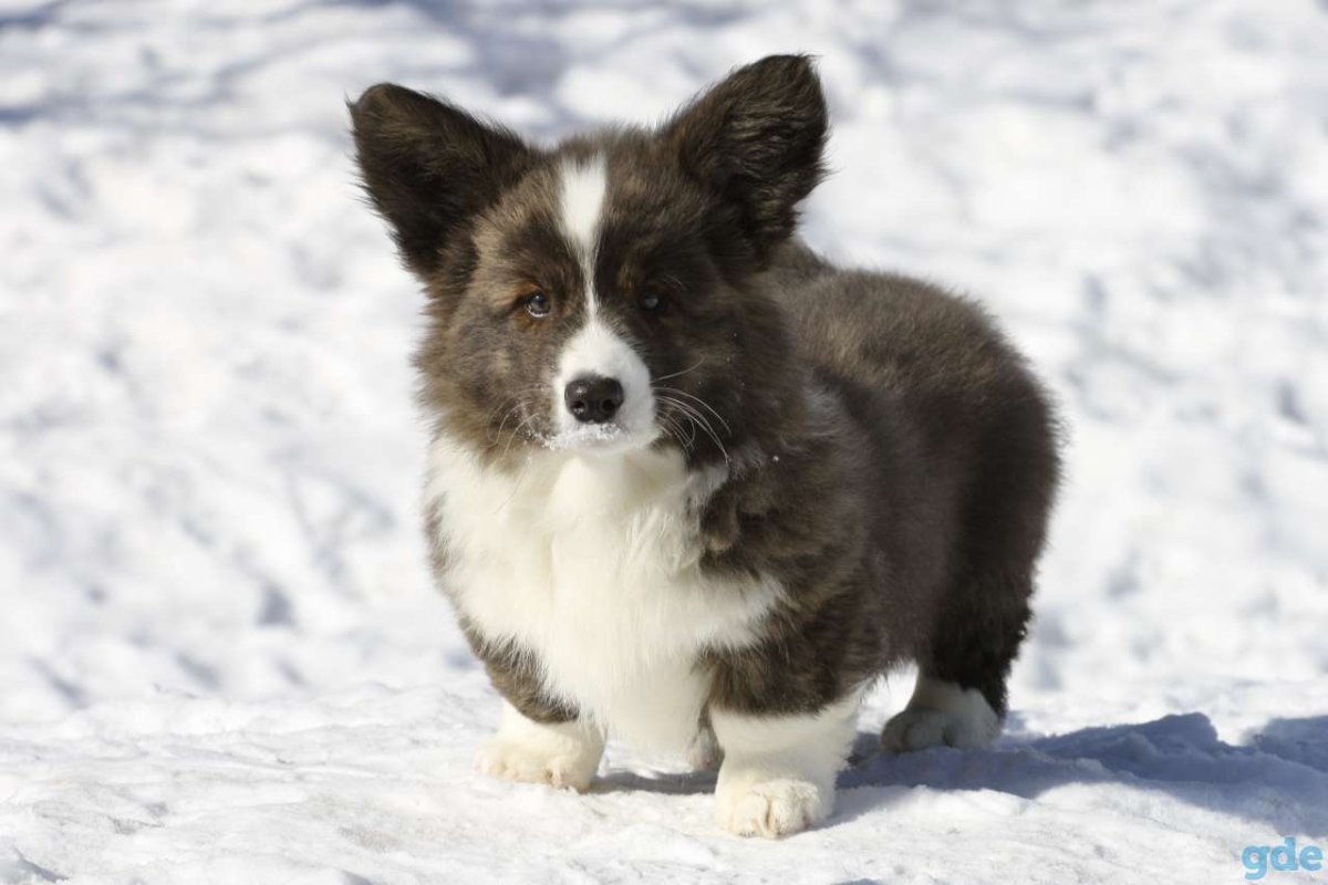 Вельш корги кардиган. Окрас тигрового белый.