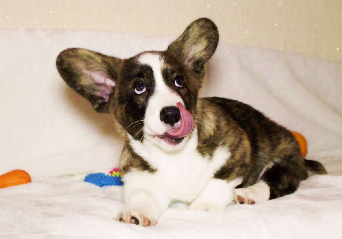 Корги кардиган флаффи тигровый