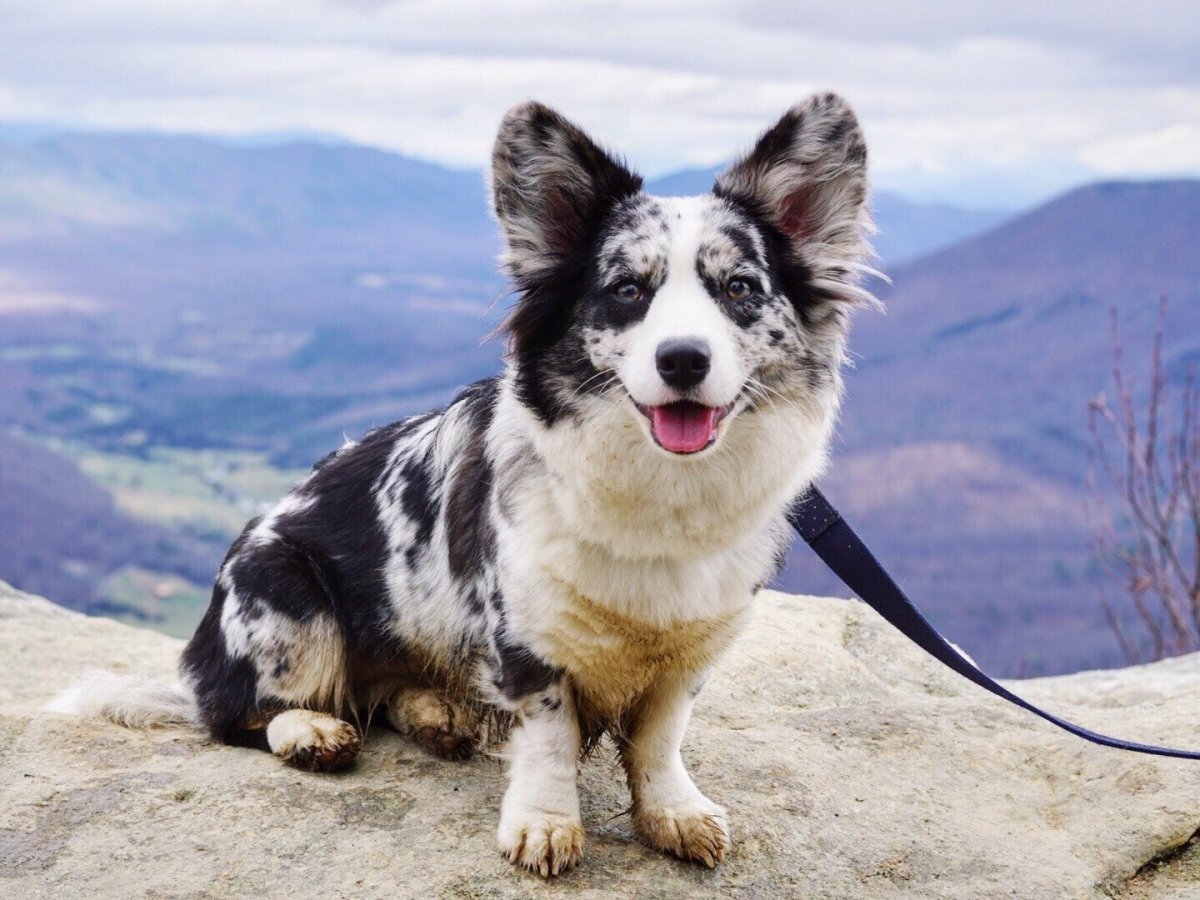 Корги кардиган Мерль флаффи