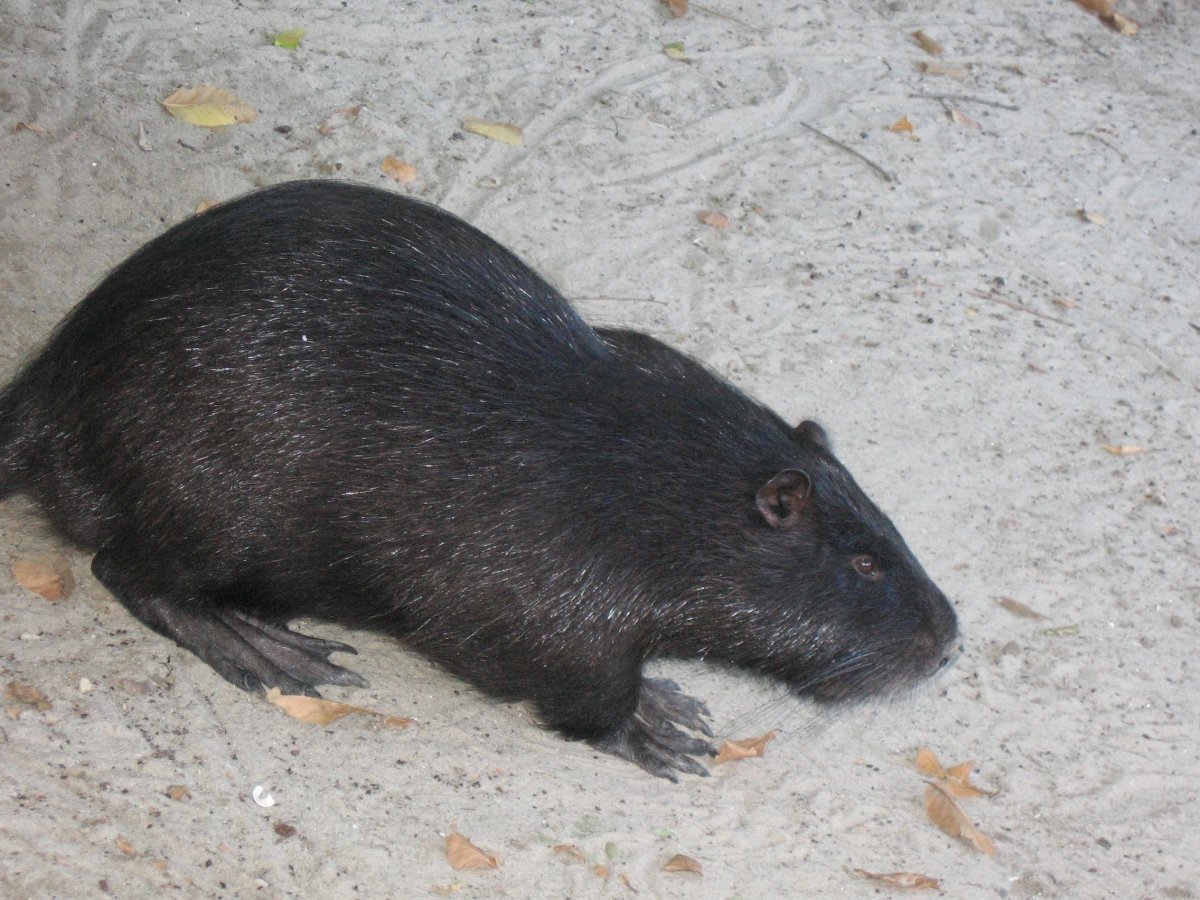 Нутрия черная